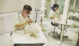 狗生璀璨,巔峰體驗(yàn),狗狗spa可不是洗個(gè)澡那么簡(jiǎn)單